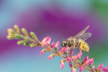 Arılar Alplerdeki çiçeklerden bal toplarlar.