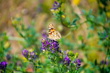 Çiçek renginde bulanık arkaplan görünümü üzerinde kelebek 