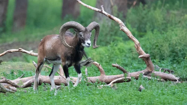 Big Mufflon Bucks Sua Floresta Europeia Habitatm — Fotografia de Stock