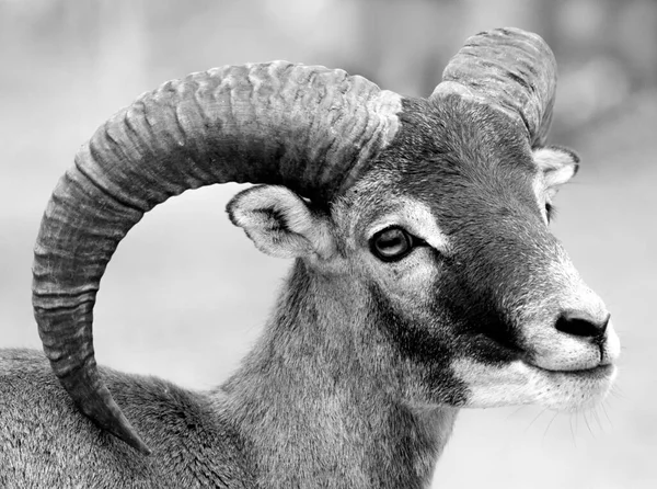 Mouflon Ovis Orientalis Musimon Retrato Perto — Fotografia de Stock