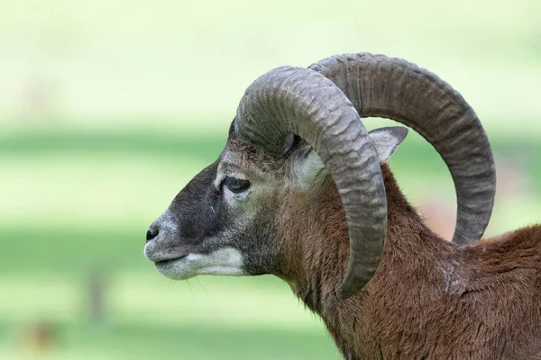 Mouflon Ovis Orientalis Musimon Retrato Perto — Fotografia de Stock