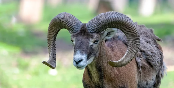 Mouflon Masculino Cabeça Closeup Ovis Orientalis — Fotografia de Stock