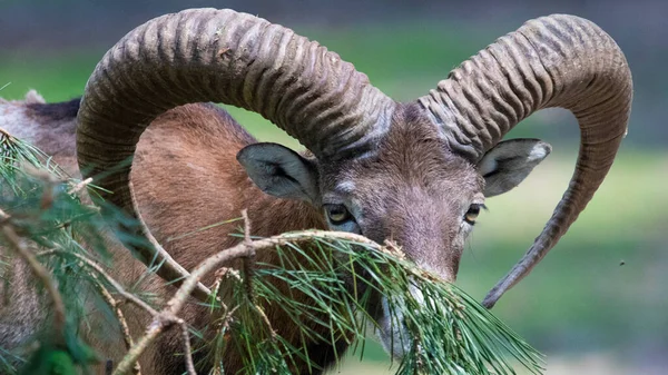 Mouflon Ovis Orientalis Musimon Retrato Perto Atrás Galho Árvore — Fotografia de Stock
