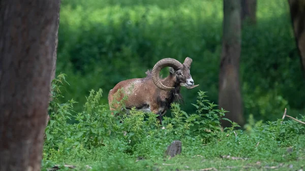 Big Mufflon Bucks Sua Floresta Europeia Habitatm — Fotografia de Stock