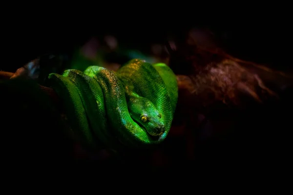 Grüne Baumschlange Python Auf Einem Ast Einem Schatten — Stockfoto