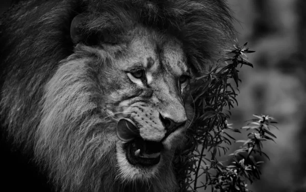 Africký Lev Zblízka Černobílý — Stock fotografie