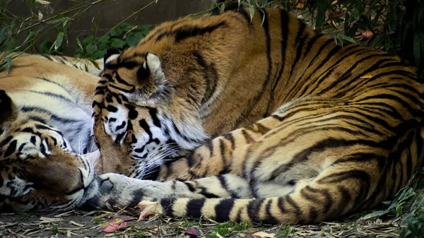 Two tigers sleeping in the midday