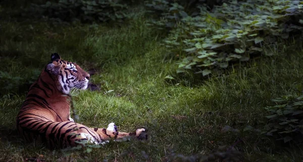 Tigre Acostado Hierba Selva Rayo Luz Cae Sobre Rostro Cuerpo — Foto de Stock