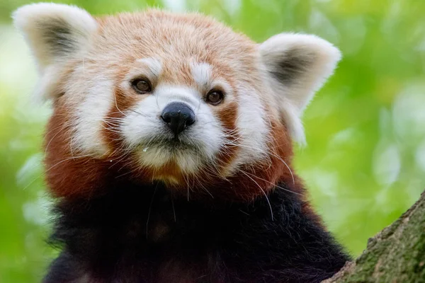 Red Panda face  portrait against green blurred green background. day light.