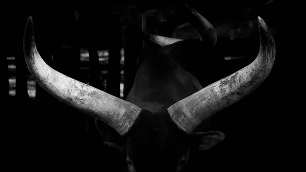 Africa Tanzania Cow Long Horns Black White — Stockfoto