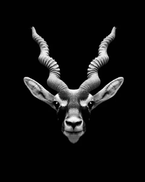 Indian Black Buck Long Horns Black Background — Stock Photo, Image