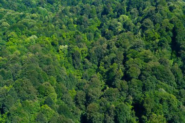 Ormanın en üst manzarası ağaçlarla dolu.