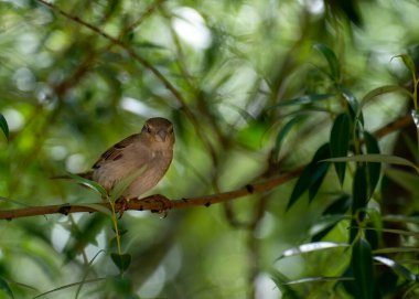 Ağaç dalları ve ağaç yaprakları arasında saklanan kuş.