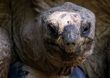 Afrika yapımı kaplumbağa kafasından vurdu..