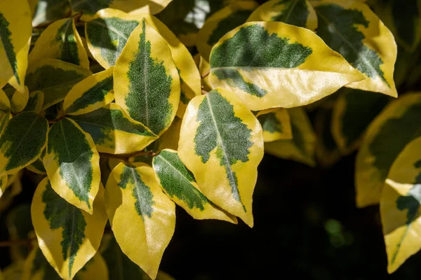 Ouro Amarelo Folhas Verdes Fechar — Fotografia de Stock