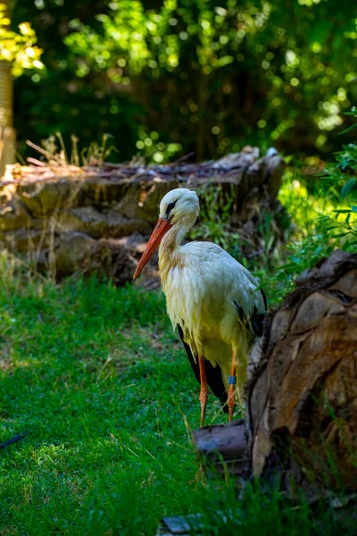 Bílý Čáp Ciconia Stojí Dne — Stock fotografie