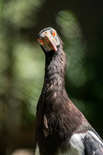 Cigüeña Negra Ciconia Nigra Pie Disparo Cabeza — Foto de Stock