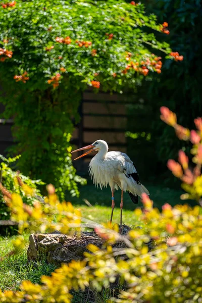 Bílý Čáp Ciconia Stojí Dne — Stock fotografie