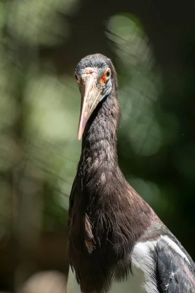Black Stork Ciconia Nigra Standing Head Shot — Foto Stock