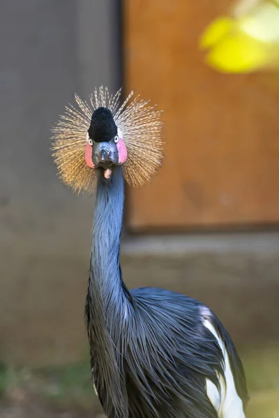 Grey Crowned Crane Balearica Regulorum Golden Crested Crane — Foto Stock