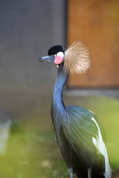 Grey Crowned Crane Balearica Regulorum Golden Crested Crane — Foto Stock