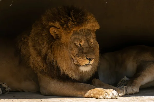 lion sleeping in the shadow, hot summer day