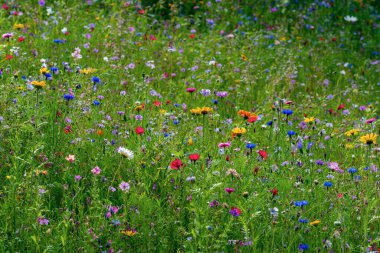 Different types of flowers in green field with variety of colors.