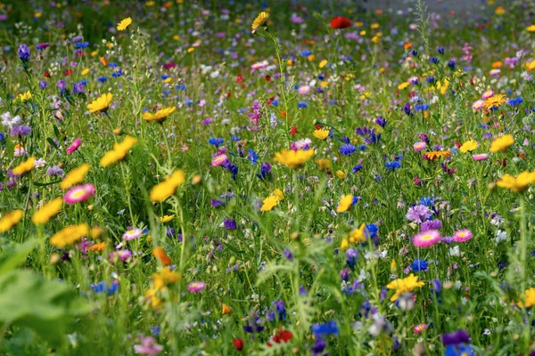 Different types of flowers in green field with variety of colors.