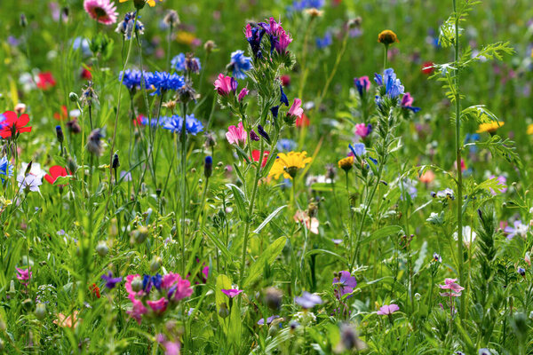 Different types of flowers in green field with variety of colors.