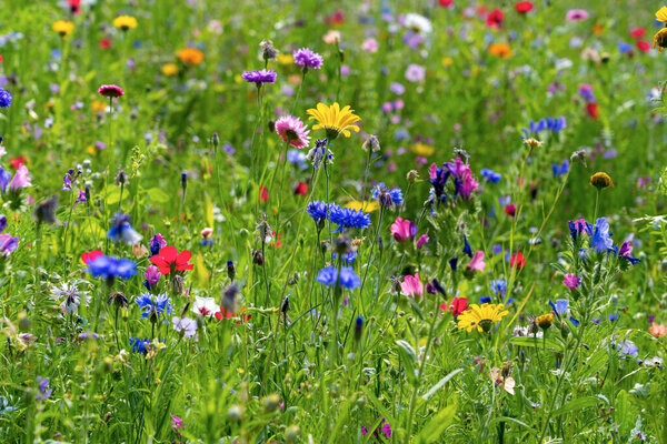 Different types of flowers in green field with variety of colors.