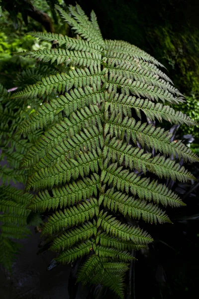 Natural Fern Pattern Background Green Fern Leaves — ストック写真