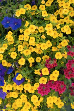 Multicolored flowers garden, top view. blooming