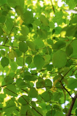 Green fresh leaf on tree isolated,against white sky.