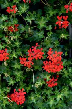 Pink red geranium blooming in garden.