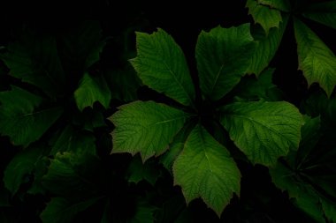 Green leaves pattern .Natural foliage textured and background