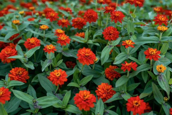 Red zinia anggun or better known by Zinnia angustifolia,