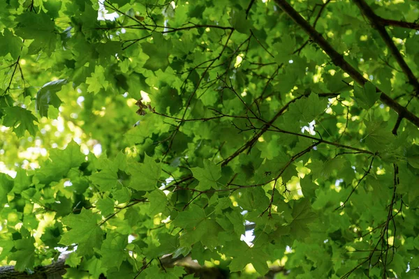 Green fresh leaf on tree isolated,against white sky.