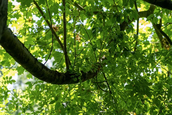 Green Fresh Leaf Tree Isolated White Sky — Fotografia de Stock