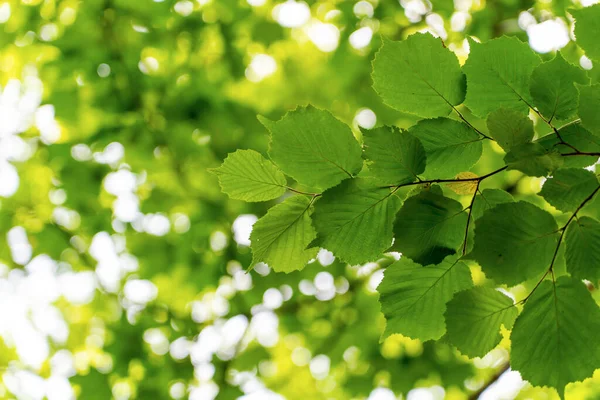Green fresh leafs on tree ,against blurred green white background.