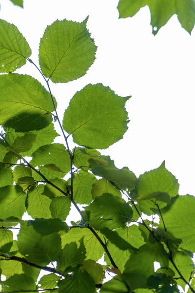 Зелене Свіже Листя Дереві Тлі Розмитого Зеленого Білого Фону — стокове фото