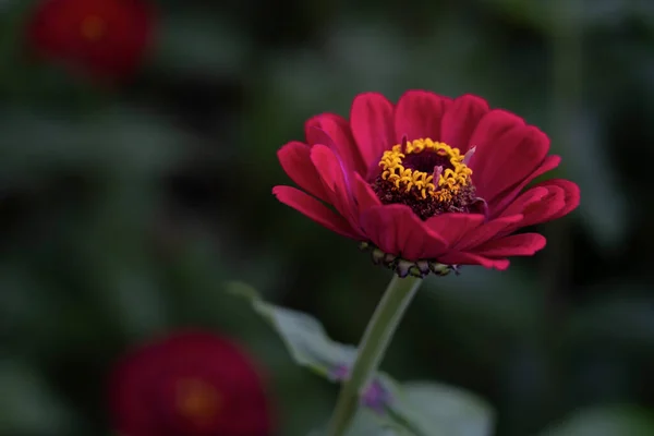 Common Zinnia Close Details Purple Petals Colorful Ring Bright Yellow — Stock Photo, Image