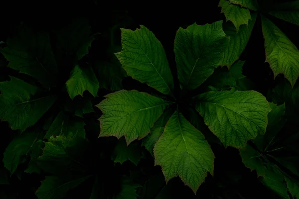 Green Leaves Pattern Natural Foliage Textured Background —  Fotos de Stock