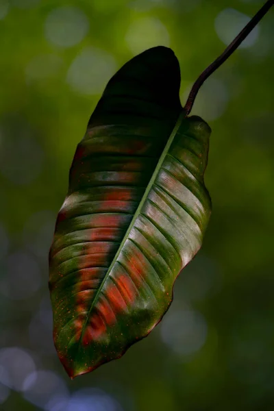 One Leaf Croton Petra Plant Close Botanical Name Codiaeum Variegatum — 图库照片