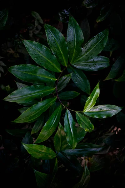 Fresh Green Leaf Costus Spiral Growing — Stockfoto