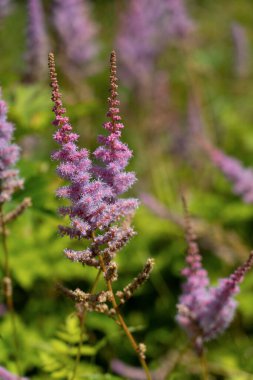 Purple astillba flower in sunlight as a natural background