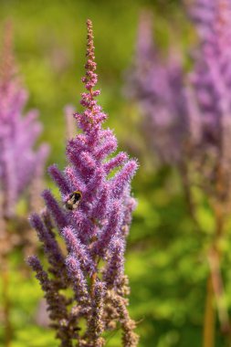 Purple astillba flower in sunlight as a natural background
