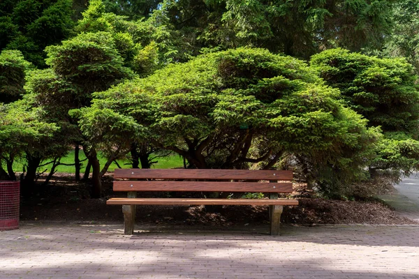 Bench Tree Quiet Environment — Fotografia de Stock