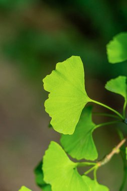 Gingko leave on tree, close up