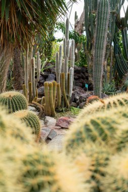 Different types of cactus in a Botanic garden.