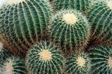 Golden barrel cactus from  southern Arizona